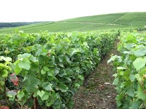 Champagne - Reims en Epernay 143