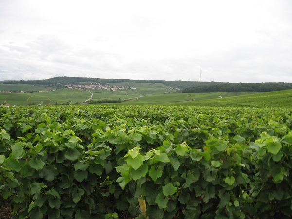 Champagne - Reims en Epernay 147