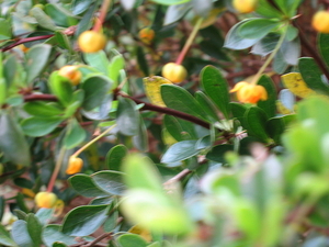 IMG_0037 Berberis