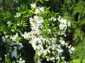 IMG_0040 spirea