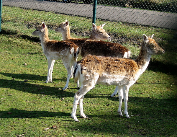 Ree�n 2 IMG_0044 1499x1158