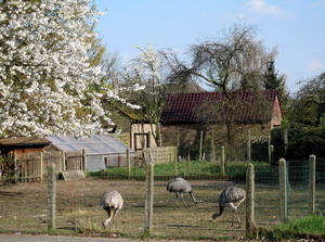 Struisvogels 1 IMG_0051 1862x1380