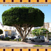 Almeria spanje 8-10-2014  bomen gesnoeid