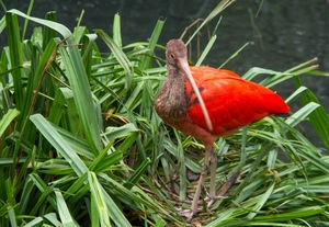 WEB_FVB_Vogel