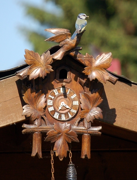 Pimpelmezen (4)