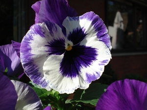 In onze tuin