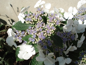 In onze tuin