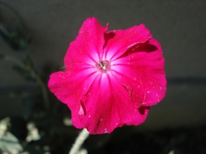 In onze tuin