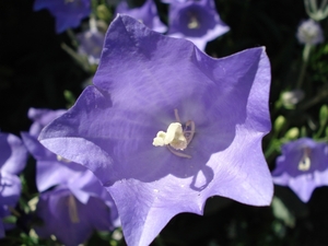 In onze tuin