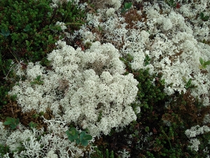 Noorwegen 186