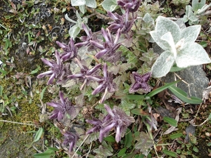 Noorwegen 266