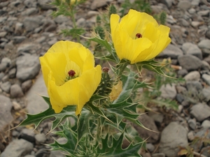 Onkruid in Tenerife