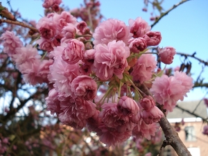 fruitbloesem in Alken