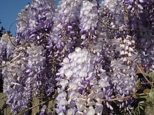 Bloemen van de buren