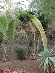 Tenerife