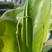 Bananenplant uit Tenerife