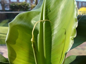 Bananenplant uit Tenerife