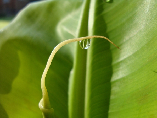 Mijn bananenplant een nieuw blad