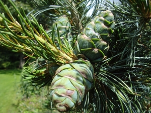 Arboretum Kalmthout