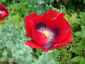 Arboretum Kalmhout  papaver