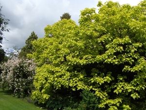 Arboretum Kalmthout