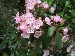 Arboretum Kalmthout