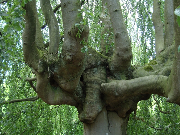 Arboretum Kalmthout
