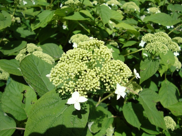 Arboretum Kalmthout