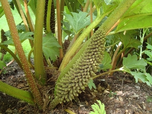 Arboretum Kalmthout