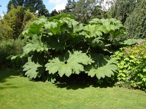 Arboretum Kalmthout