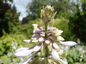 Arboretum Kalmthout