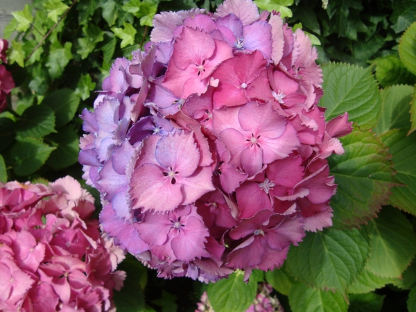 Hortensia in onze tuin