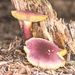 paddestoelen 2014IMG_7619-14