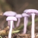 paddestoelen 2014IMG_7622-16
