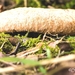 paddestoelen 2014IMG_8854-bewerkt-2-23