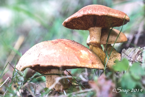 paddestoelen 2014IMG_8866-bewerkt-28