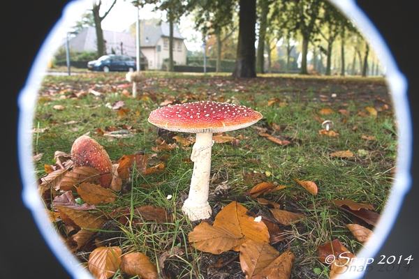 paddestoelen 2014paddenstoelen IMG_0205-bewerkt--