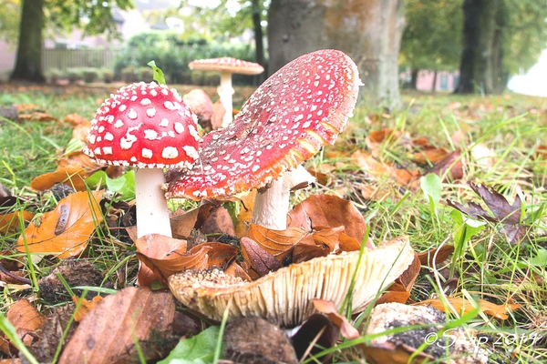 paddestoelen 2014paddenstoelen IMG_0208-bewerkt--