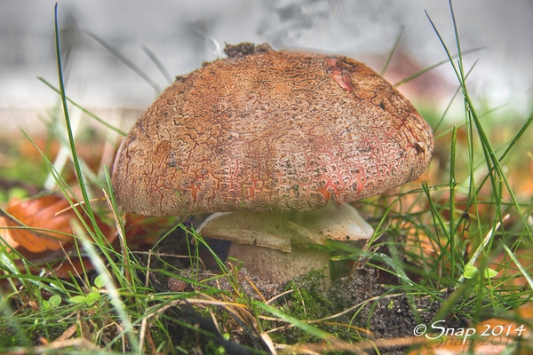 paddestoelen 2014paddenstoelen IMG_0213-bewerkt--