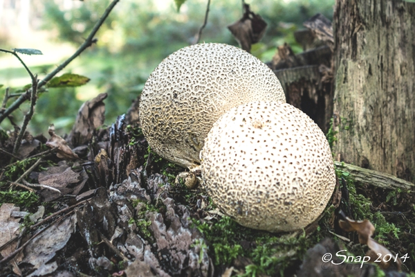 paddestoelen 2014paddestoelen 2014-1-2-2