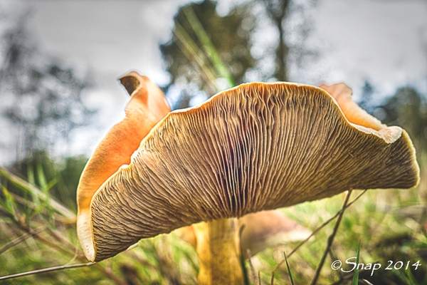 paddestoelen 2014paddestoelen 2014-1-32