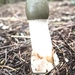 paddestoelen 2014DSC00920-00920