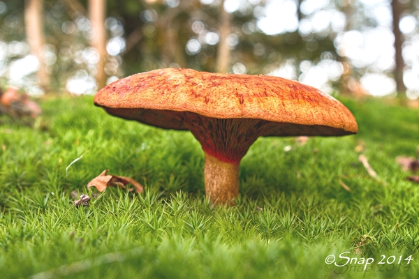 paddestoelen 2014IMG_0089-bewerkt-