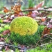 paddestoelen 2014IMG_0092-bewerkt-