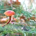 paddestoelen 2014IMG_0098-bewerkt-