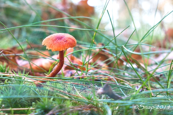 paddestoelen 2014IMG_0098-bewerkt-