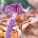 paddestoelen 2014IMG_0105-bewerkt-