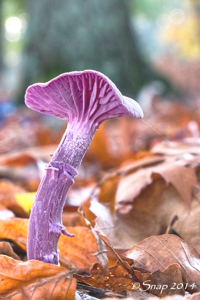 paddestoelen 2014IMG_0105-bewerkt-