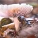 paddestoelen 2014IMG_0107-bewerkt-