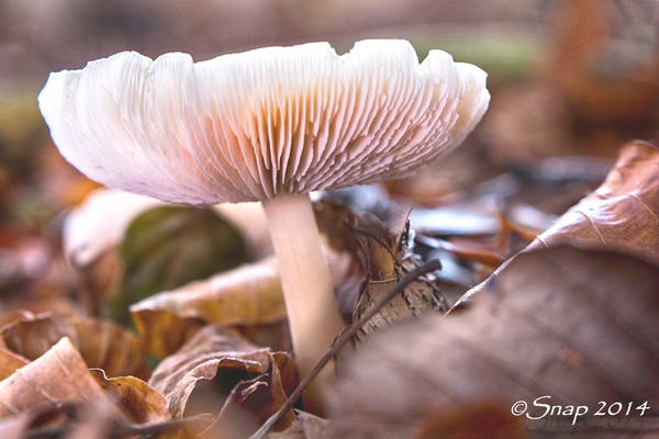 paddestoelen 2014IMG_0107-bewerkt-